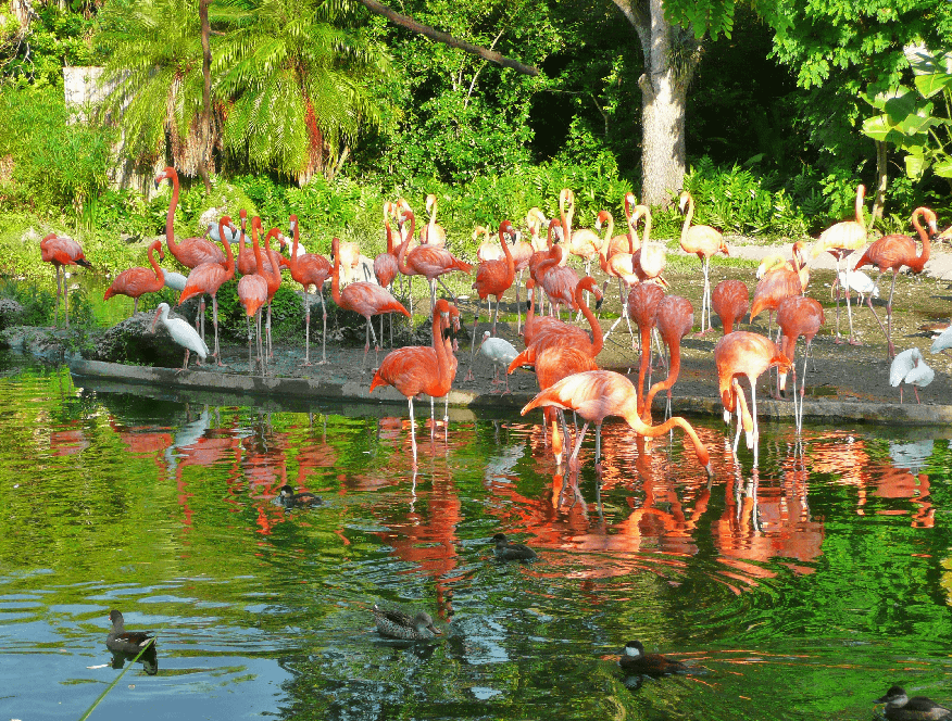 Zoo Miami | Maior zoológico da Flórida