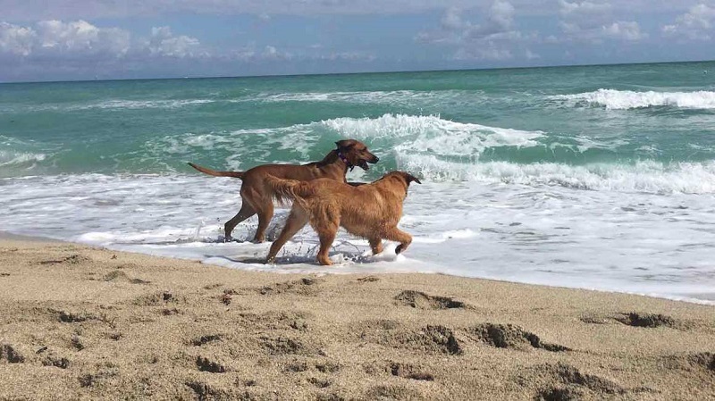 Praia Haulover Beach para levar o cachorro em Miami