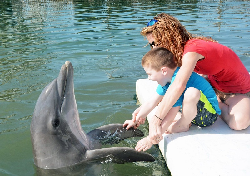 Dolphin Research Center em Florida Keys em Miami 