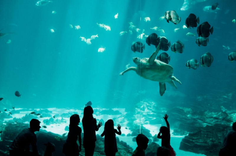 Crianças no Florida Aquarium em Tampa