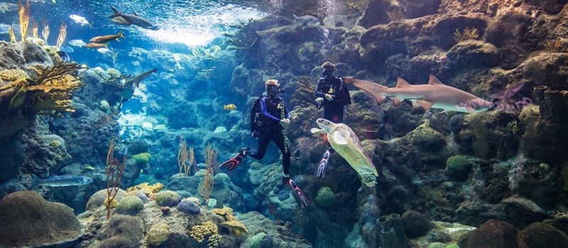 Diving With Sharks Experience no Florida Aquarium em Tampa